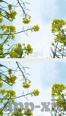麻豆传媒王茜-麻豆传媒与王茜，数字化时代的演艺先锋与华丽蜕变